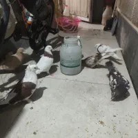 هفتاکفتر همه باهم4/500