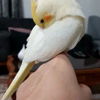 عروس هلندی|پرنده|بندر انزلی, نیمه شعبان|دیوار