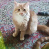 گم شدن دو تا گربه|گربه|کرمان, |دیوار