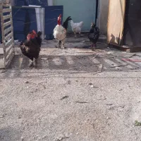 جوجه|حیوانات مزرعه|بهبهان, |دیوار