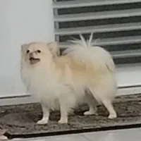 سگ پامر روباهی بسیار زیبا|سگ|محمدشهر, ولدآباد|دیوار