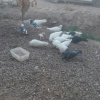 فروش کبوتر|پرنده|یاسوج, |دیوار