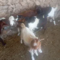 بزغاله