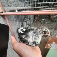 جوجه ویاندوت جی اس جی و بلورد ۲ ماهه اصیل