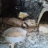 کفتر سینه سیاه