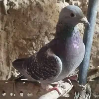 کبوتر ماده|پرنده|هامون, |دیوار