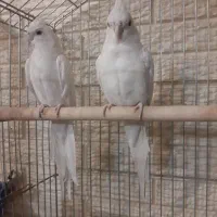 عروس هلندی البینو مرغ عشق مولد پروانه ای مولد