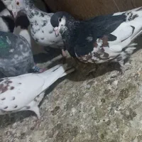 نر ماده شهری یال سیاه گل دار|پرنده|شیراز, بازار|دیوار