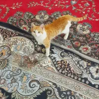 قیمت ۵۰۰۰۰۰۰۰میلیون