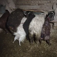 بره نر و شیشک