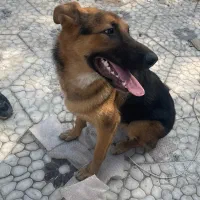 ژرمن ماده ۸ماهه|سگ|لاهیجان, کوی خزر|دیوار