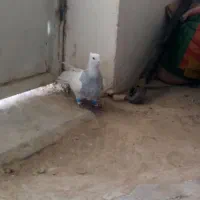 طوقی ابری نر