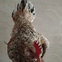 مرغ گلین|حیوانات مزرعه|محمدشهر, کوی بهار|دیوار