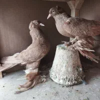 کبوتر زرد|پرنده|تبریز, |دیوار