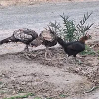 بوقلمون محلی اصل|حیوانات مزرعه|زابل, |دیوار