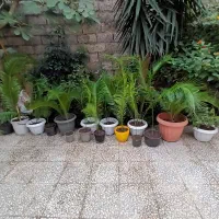 گل سیکاس سالم سالم|گل و گیاه طبیعی|رشت, شهرک صبا|دیوار