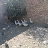 قو غاز جوان|حیوانات مزرعه|خمین, |دیوار