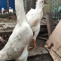 لاری اوشامو