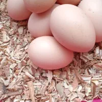 تخم‌مرغ امپراتور