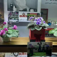 بنفشه آفریقایی دلفین رشت|گل و گیاه طبیعی|رشت, معلم|دیوار