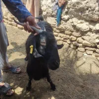 یک راس بز ماده|حیوانات مزرعه|هامون, |دیوار