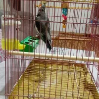 عروس هلندی نر، سالم باقیمت مناسب|پرنده|رشت, ولکس|دیوار