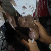 کفتر|پرنده|نیشابور, دربقاضی|دیوار