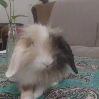 خرگوش لوپ|موش و خرگوش|زابل, |دیوار