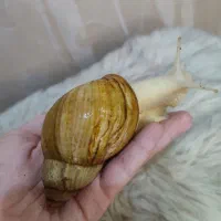 حلزون|خزنده|تهران, فلاح|دیوار