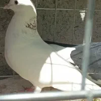 شازده و سفید شمرونی|پرنده|بندرعباس, |دیوار