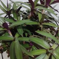 گل بنفشه آمریکایی (قاشقی بنفش)