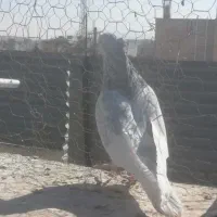 کفتر کله الماسی و کله سرخ