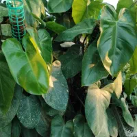 گل و گلدان|گل و گیاه طبیعی|ارومیه, |دیوار