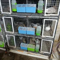 یک عدد جفتگاه  6تایی در حد نو