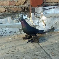 یک عدد قره اغ گوز نر