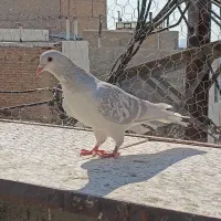 کفتر ماده چادری|پرنده|کرج, کلاک نو|دیوار