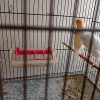 فروش قناری|پرنده|بهبهان, |دیوار