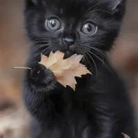 بچه گربه پیدا شده جمهوری