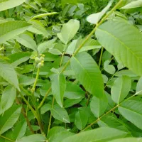 پیش فروش نهال گردو اسراییلی|گل و گیاه طبیعی|فاضل آباد, |دیوار