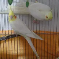 یک جفت عروس هلندی