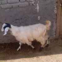 یک عدد بزغاله ماده