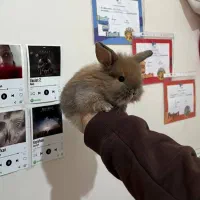 خرگوش|موش و خرگوش|تهران, باغ خزانه|دیوار