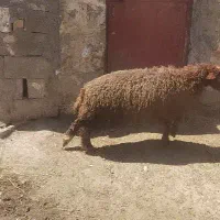 بره نر