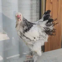جوجه برهما