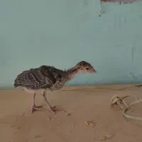 جوجه بوقلمون