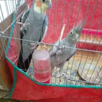 جفت عروس روتخم