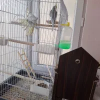 جفت عروس هلندی خانگی|پرنده|تهران, شهرک آسمان|دیوار