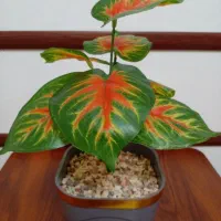 گل مصنوعی، گلدان، تزیینی، گیاه باکسی|گل مصنوعی|تهران, اسفندیاری|دیوار