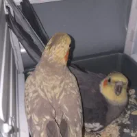 یک جفت عروس هلندی نروماده‌ به همراه سه جوجه|پرنده|شهریار, رزکان|دیوار