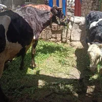 گاو گوساله قوچ میش